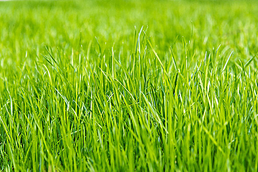 草坪草地绿草