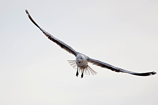 海鸥,乔贝国家公园,博茨瓦纳,非洲