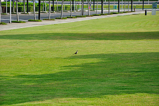 东莞行政中心草地上的小鸟