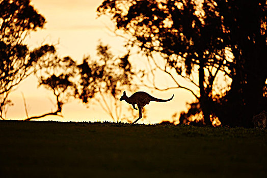 大灰袋鼠,灰袋鼠,草地,侧面视角,跳跃,跑,维多利亚,澳大利亚,大洋洲