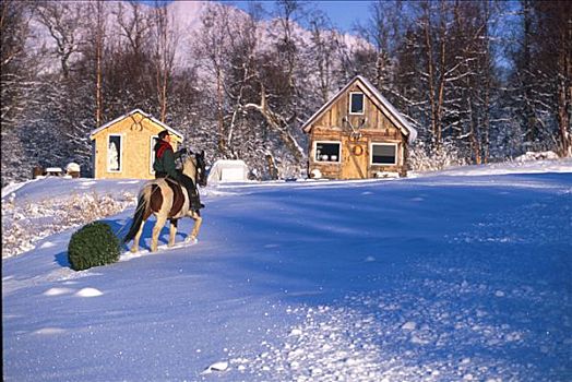 人,骑马,拉拽,圣诞树,阿拉斯加