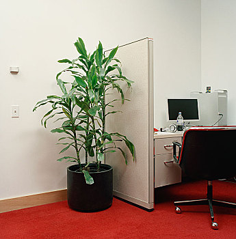 盆栽,靠近,办公室,小间