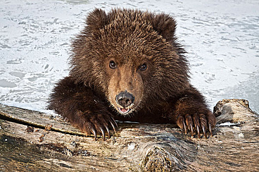 俘获,科迪亚克熊,上方,积雪,原木,阿拉斯加野生动物保护中心,阿拉斯加,冬天
