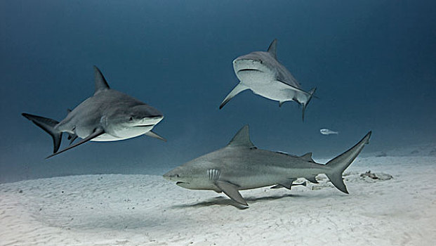群,雄性动物,鲨鱼,水下视角,干盐湖,卡门,墨西哥