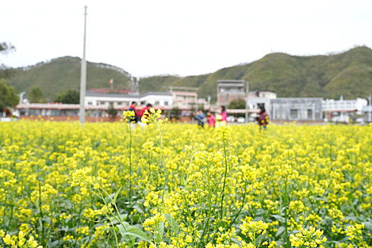 初春广东的油菜花正开时