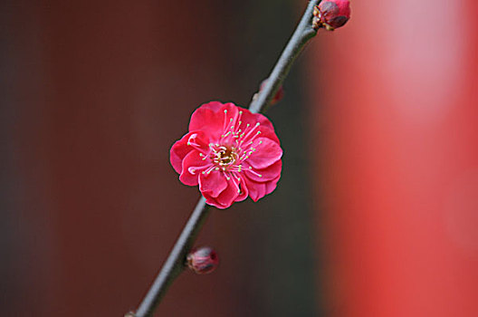 花儿朵朵