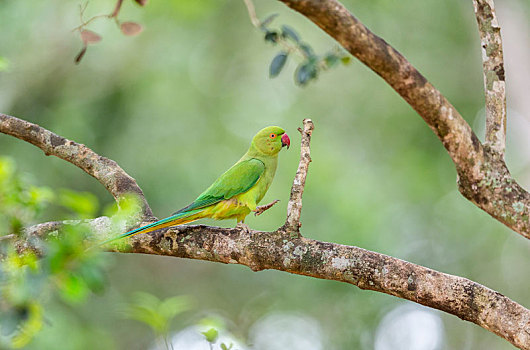 活在,斯里兰卡,热带雨林,红领绿鹦鹉