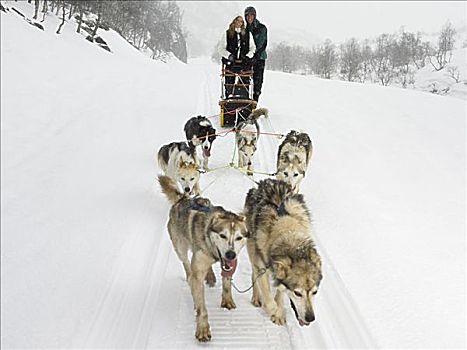 伴侣,骑,狗拉雪橇