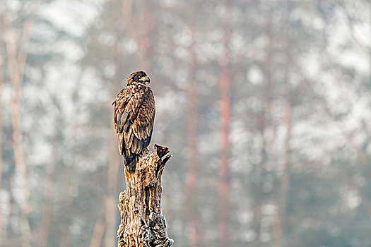幼兽,鹰,坐在树上,波兰,欧洲