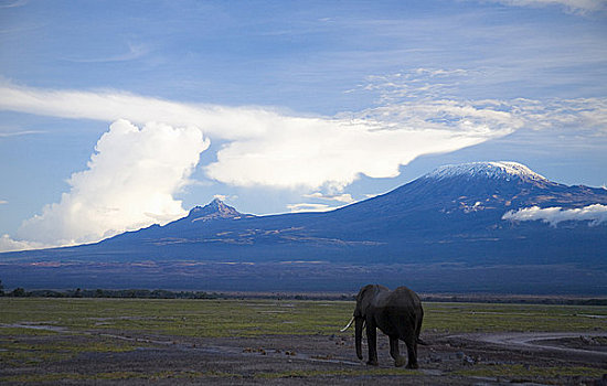 大象,走,安伯塞利国家公园,日落,乞力马扎罗山,后面,肯尼亚,东非
