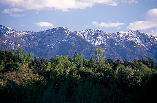 山,雪,树