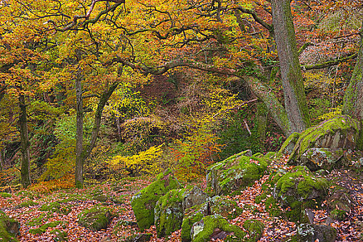 英格兰,坎布里亚,乌尔斯维特湖,秋天,树林,气势,湖区国家公园
