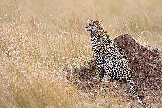 豹,白蚁窝,远眺,热带草原,马赛马拉,肯尼亚