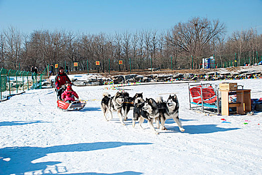 狗在雪地上拉雪橇