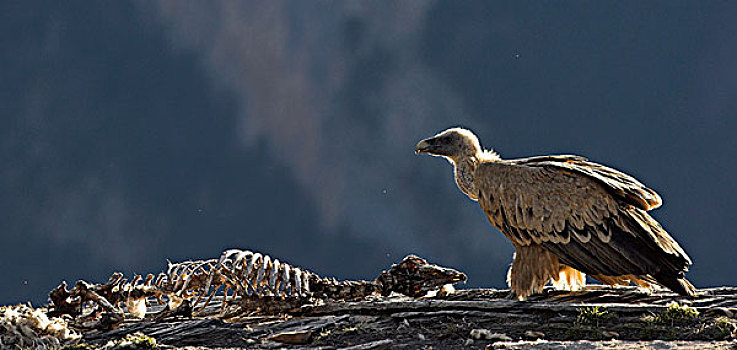 粗毛秃鹫,兀鹫,靠近,畜体,比利牛斯山脉,西班牙