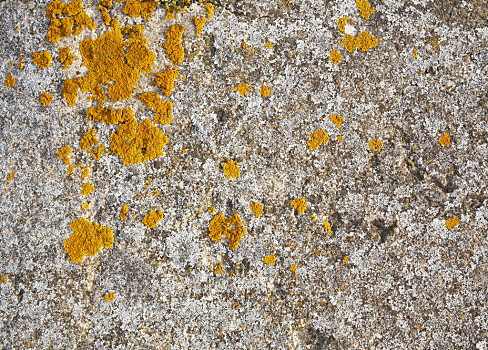 老,水泥,墙壁,背景,橙色,苔藓