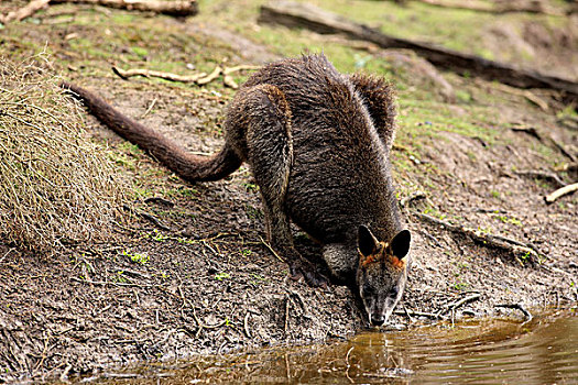 沼泽,小袋鼠,成年,女性,喝,溪流,菲利普岛,澳大利亚