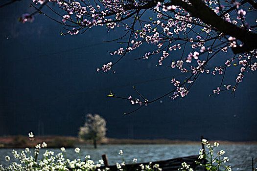 春花浪漫