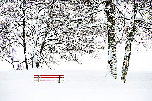 积雪,红色,长椅,黑森林,巴登符腾堡,德国,欧洲