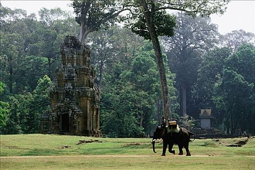 柬埔寨,收获,大象,地面