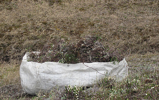 收集,草药,苔原