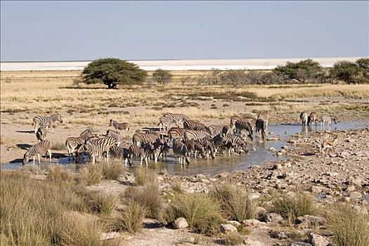平原斑马,马,斑马,牧群,水潭,埃托沙国家公园,纳米比亚