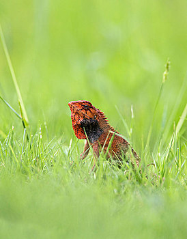 红色的蜥蜴在草地上