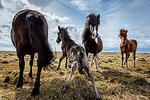 诞生,小马,起步,冰岛,马