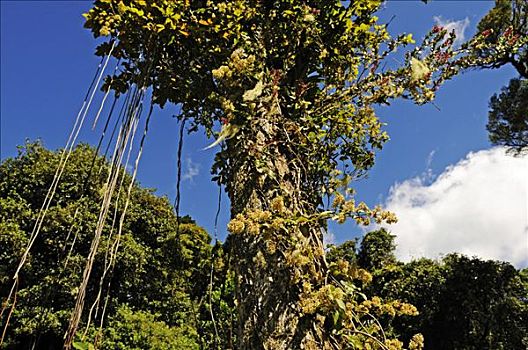 树,藤蔓植物,国家公园,哥斯达黎加,中美洲