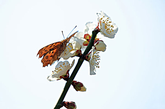 梅花,蝴蝶