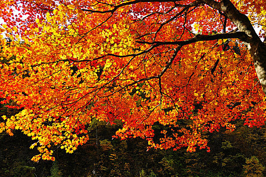 红色,黄色,秋天,枫树,叶子