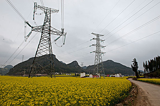 云南罗平县,乡村公路旁,油菜地,高压电柱,徐学哲摄影,尼康,年月