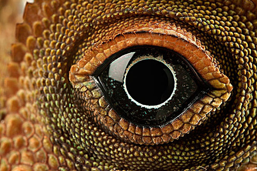 蜥蜴,眼,婆罗洲