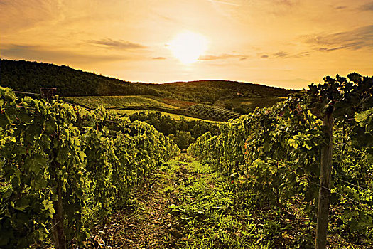酿酒葡萄,葡萄园,靠近,托斯卡纳,意大利