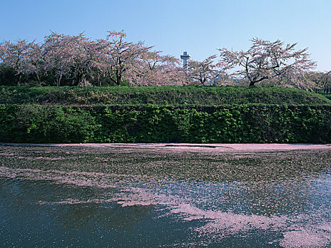 表面,花瓣