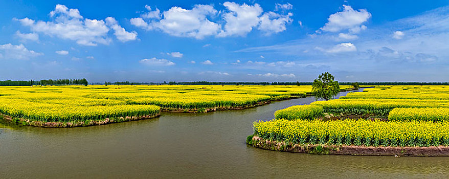 江苏省兴化市垛田油菜花自然生态景观