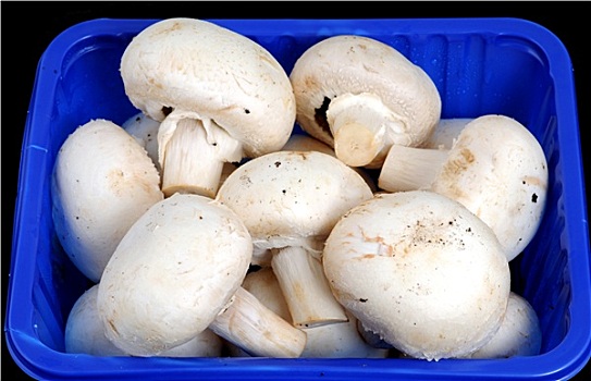 洋蘑菇,白色,蘑菇