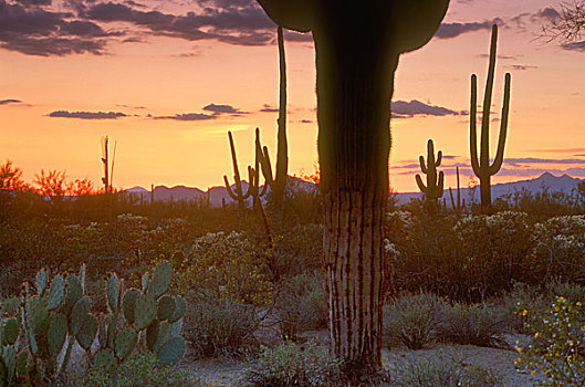 仙人掌,剪影,荒漠景观,萨瓜罗国家公园,亚利桑那,美国
