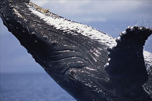 驼背鲸,大翅鲸属,鲸鱼,鲸跃,毛伊岛,夏威夷,提示,照相