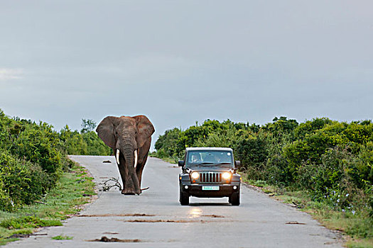 非洲,大象,吉普车,公园,南非