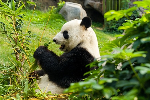 熊猫,吃,竹子