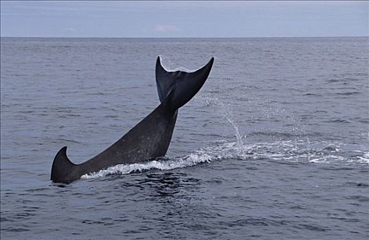 宽吻海豚,鲸,新斯科舍省