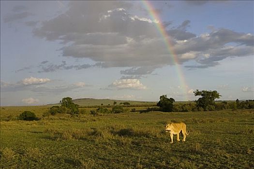 非洲狮,狮子,成年,女性,彩虹,背景,脆弱,马赛马拉国家保护区,肯尼亚