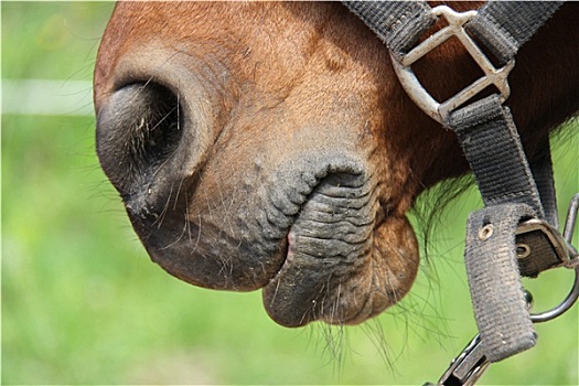 马,鼻子