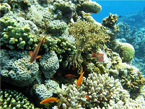 珊瑚礁,硬珊瑚,仰视,热带,海洋,水下