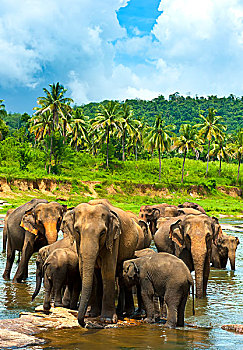 斯里兰卡大象孤儿