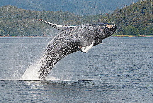 驼背鲸,鲸跃,弗雷德里克湾,东南阿拉斯加,夏天