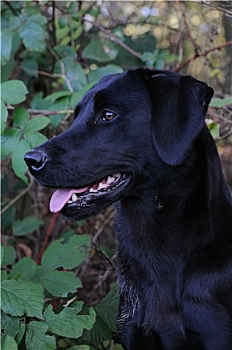 黑色拉布拉多犬,悬钩子属植物