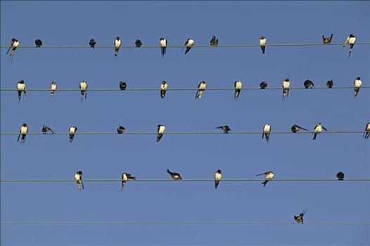 家燕,迁徙,成群,40多岁,鸟,栖息,电话线,法国