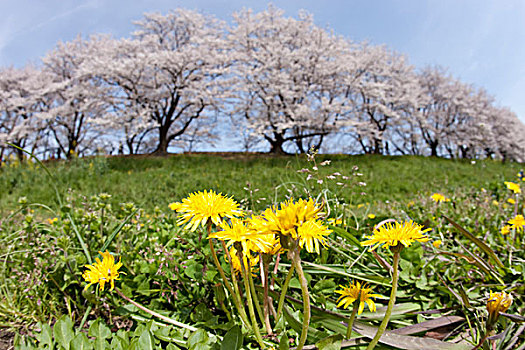 樱花,河,京都,日本